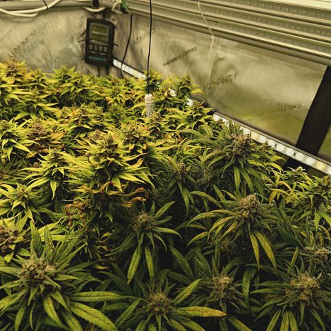 Red Hot Cookies growlog timeline photo