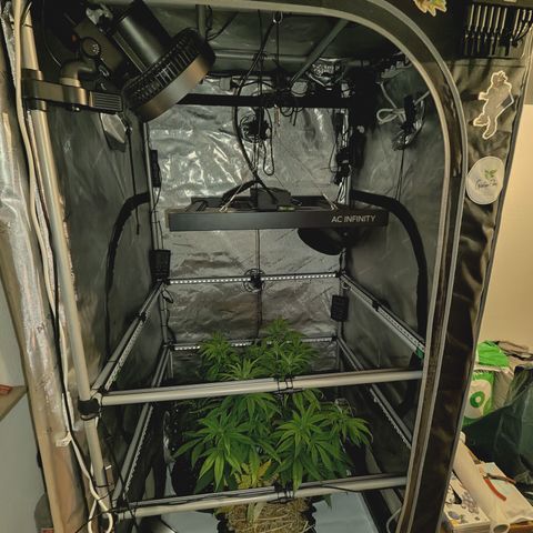 Mimosa Gushers growlog photo: Umbau