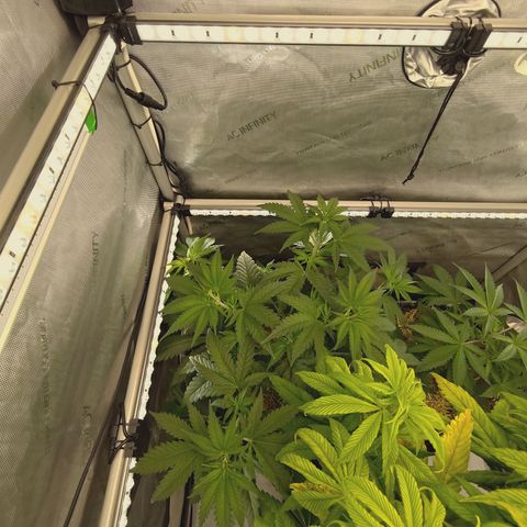 Mimosa Gushers growlog timeline photo