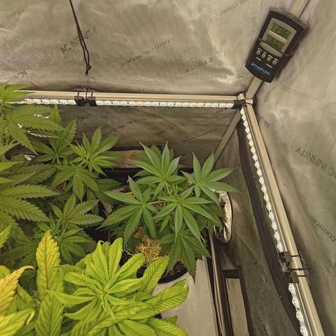 Mimosa Gushers 2 growlog timeline photo