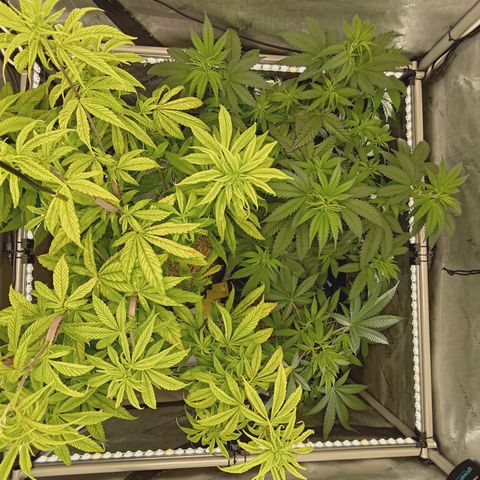 Mimosa Gushers growlog timeline photo
