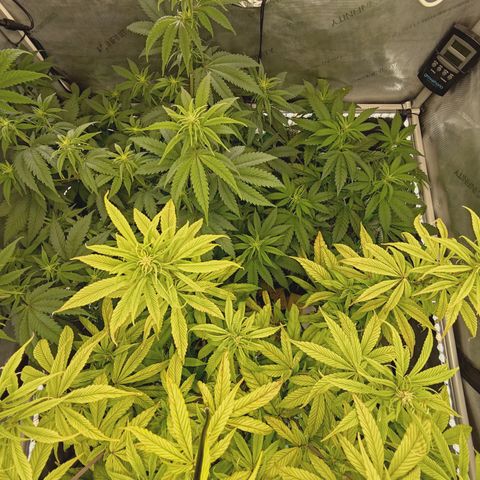 Mimosa Gushers growlog timeline photo