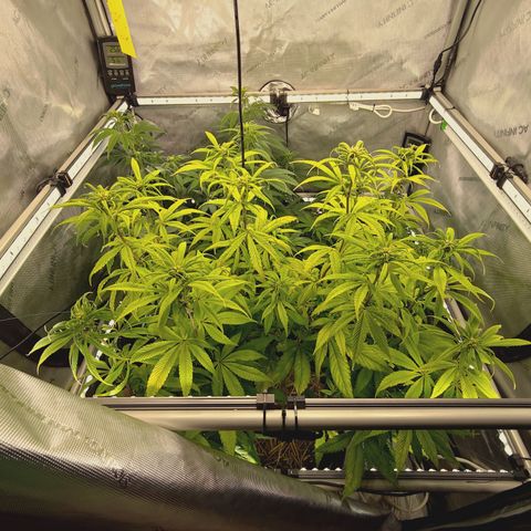 Mimosa Gushers growlog timeline photo