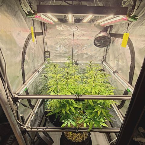 Mimosa Gushers growlog timeline photo