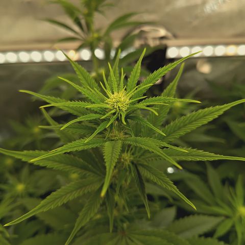 Mimosa Gushers growlog timeline photo