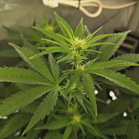 Mimosa Gushers 2 growlog timeline photo