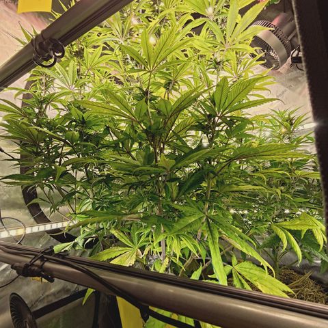 Mimosa Gushers growlog timeline photo