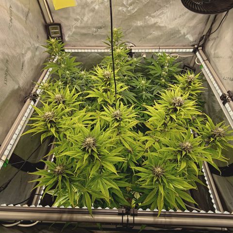 Mimosa Gushers growlog timeline photo
