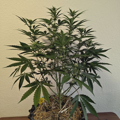Mimosa Gushers 2 growlog timeline photo