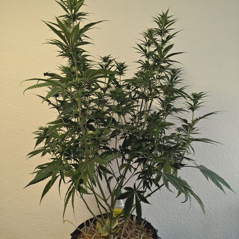 Mimosa Gushers growlog timeline photo