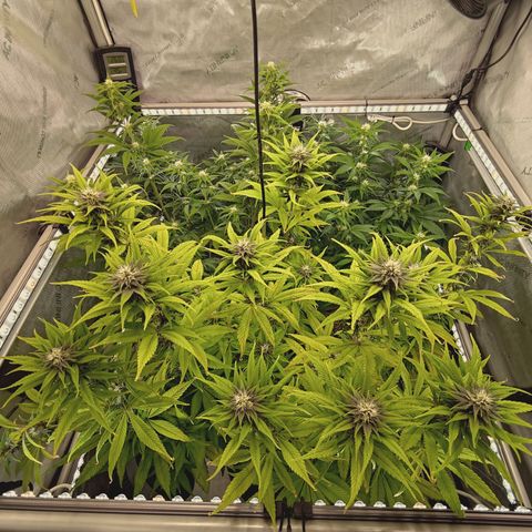 Mimosa Gushers growlog timeline photo