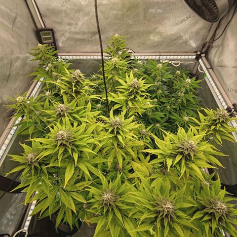 Mimosa Gushers growlog timeline photo