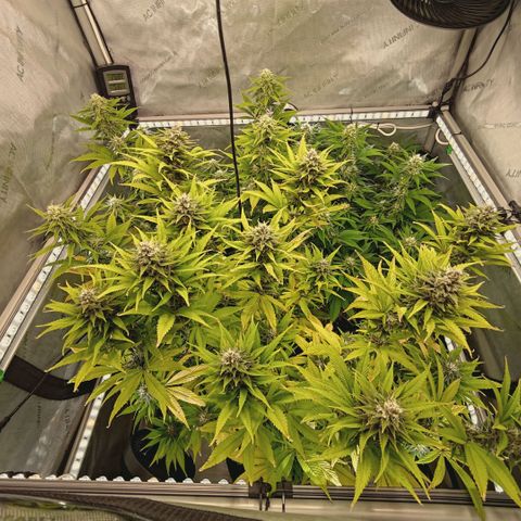 Mimosa Gushers growlog timeline photo