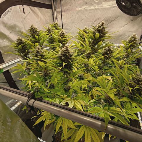 Mimosa Gushers growlog timeline photo