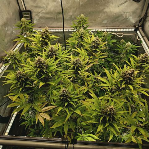 Mimosa Gushers growlog timeline photo