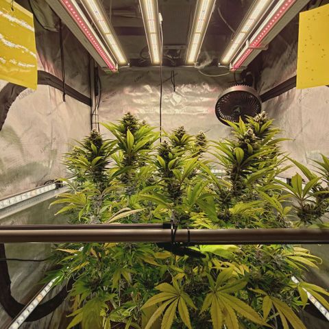 Mimosa Gushers growlog timeline photo
