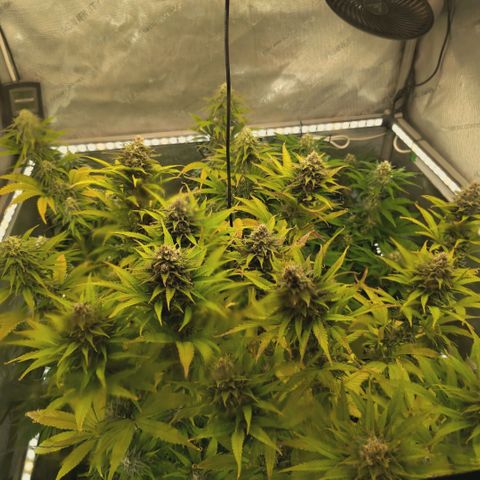 Mimosa Gushers growlog timeline photo