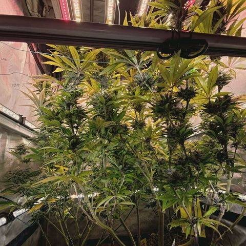 Mimosa Gushers growlog timeline photo