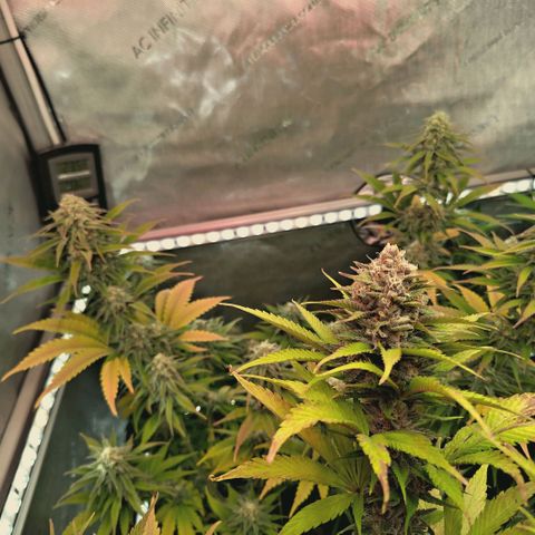 Mimosa Gushers growlog timeline photo