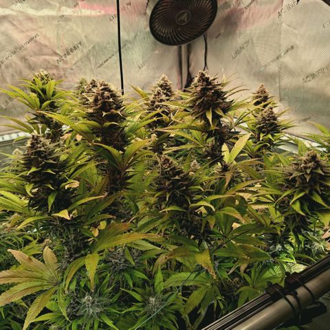 Mimosa Gushers growlog timeline photo