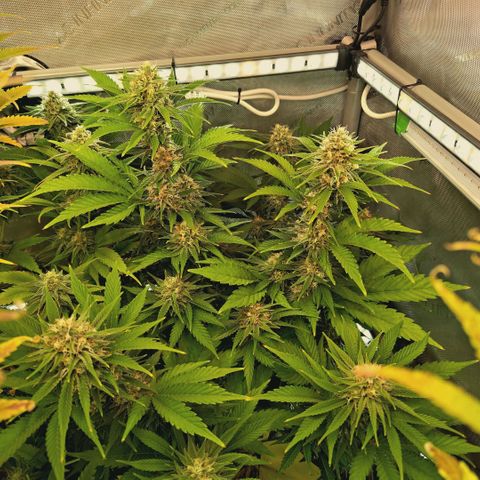 Mimosa Gushers growlog timeline photo