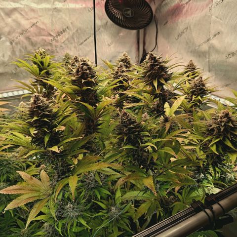 Mimosa Gushers growlog timeline photo