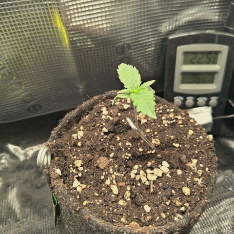 Blueberry Muffin  #3 growlog timeline photo