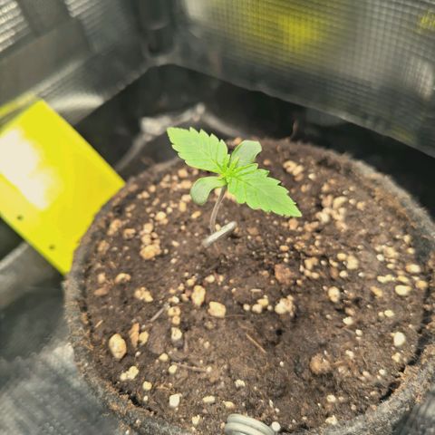 Blueberry Muffin  #3 growlog timeline photo