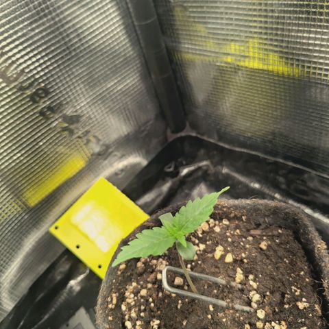 Blueberry Muffin  #3 growlog timeline photo