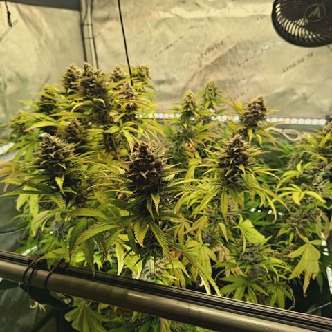 Mimosa Gushers growlog timeline photo