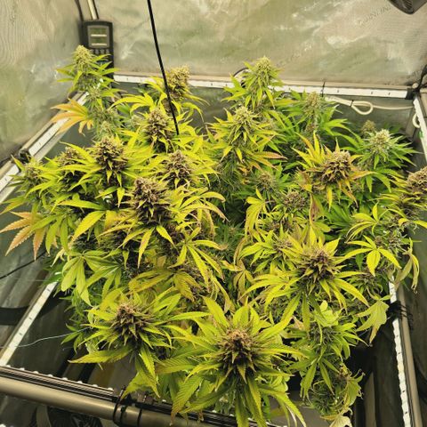 Mimosa Gushers growlog timeline photo