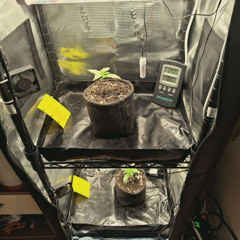 Blueberry Muffin  #3 growlog timeline photo