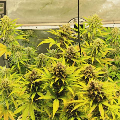 Mimosa Gushers growlog timeline photo