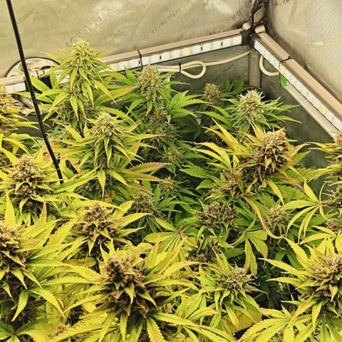 Mimosa Gushers growlog timeline photo