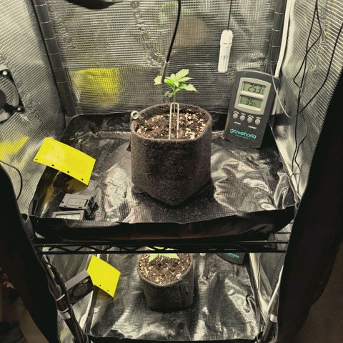 Blueberry Muffin  #3 growlog timeline photo
