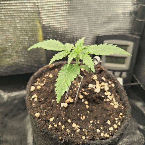 Blueberry Muffin  #3 growlog timeline photo