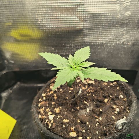 Blueberry Muffin  #3 growlog timeline photo