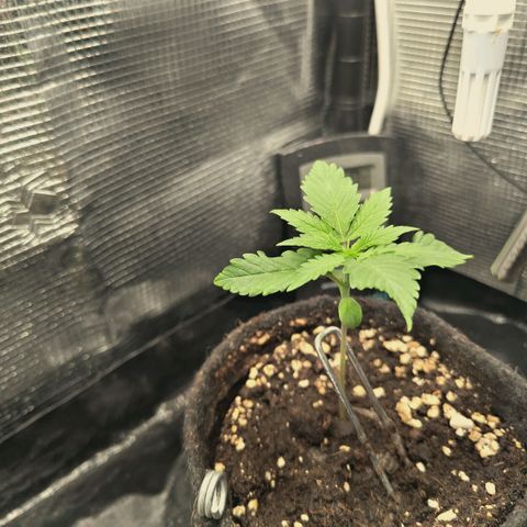 Blueberry Muffin  #3 growlog timeline photo
