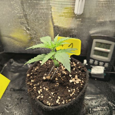 Blueberry Muffin  #1 growlog timeline photo