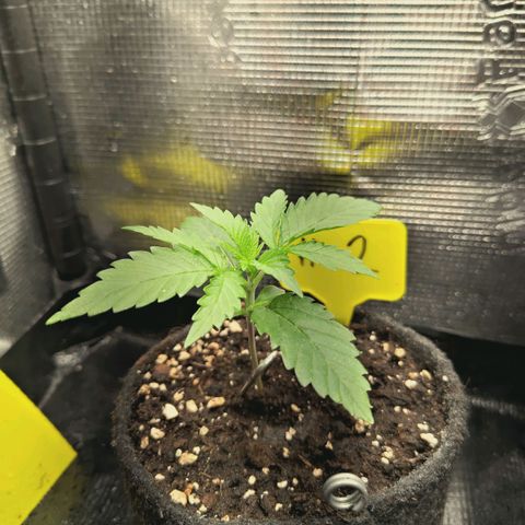 Blueberry Muffin  #2 growlog timeline photo
