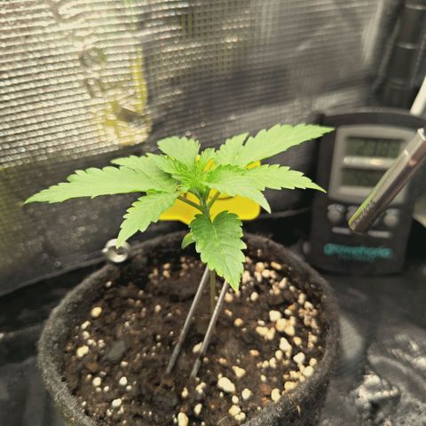 Blueberry Muffin  #3 growlog timeline photo