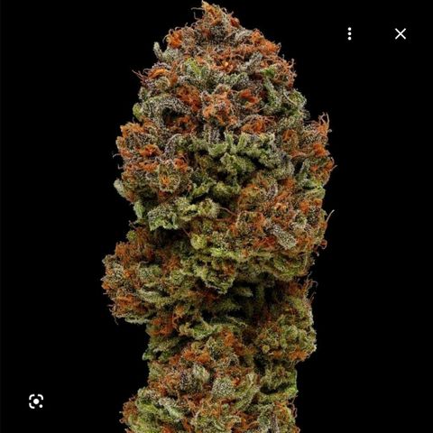 Blueberry Muffin  #2 growlog timeline photo