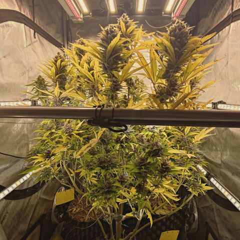 Mimosa Gushers growlog timeline photo
