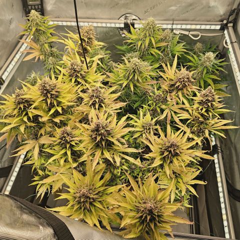 Mimosa Gushers growlog timeline photo