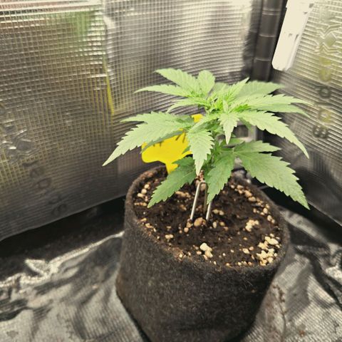 Blueberry Muffin  #3 growlog timeline photo