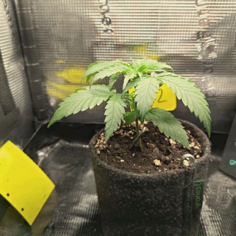 Blueberry Muffin  #3 growlog timeline photo