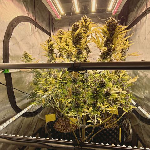 Mimosa Gushers growlog timeline photo