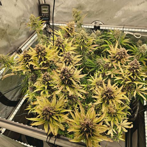 Mimosa Gushers growlog timeline photo