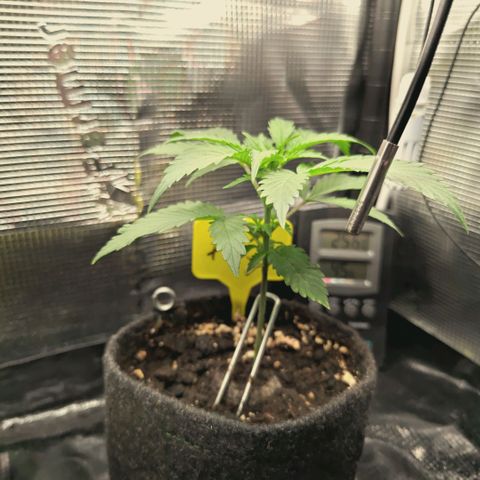 Blueberry Muffin  #3 growlog timeline photo