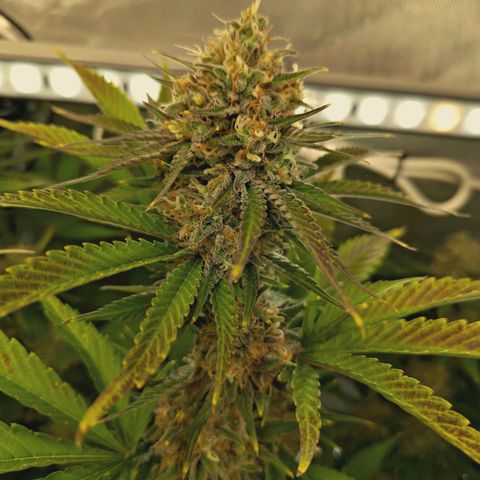 Mimosa Gushers growlog timeline photo
